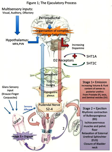 éjaculation internes|how do ejaculation function.